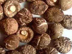 香菇多糖 香菇提取物 厂家现货包邮