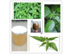 荨麻提取物  厂家直销 现货包邮