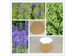 鼠尾草提取物 厂家直销  现货包邮
