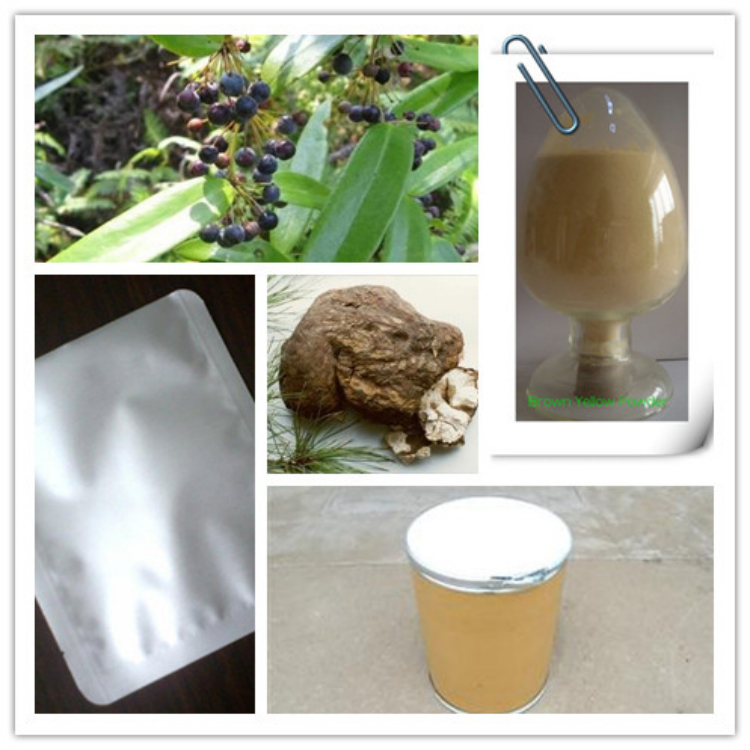 茯苓提取物  茯苓多糖  厂家现货包邮