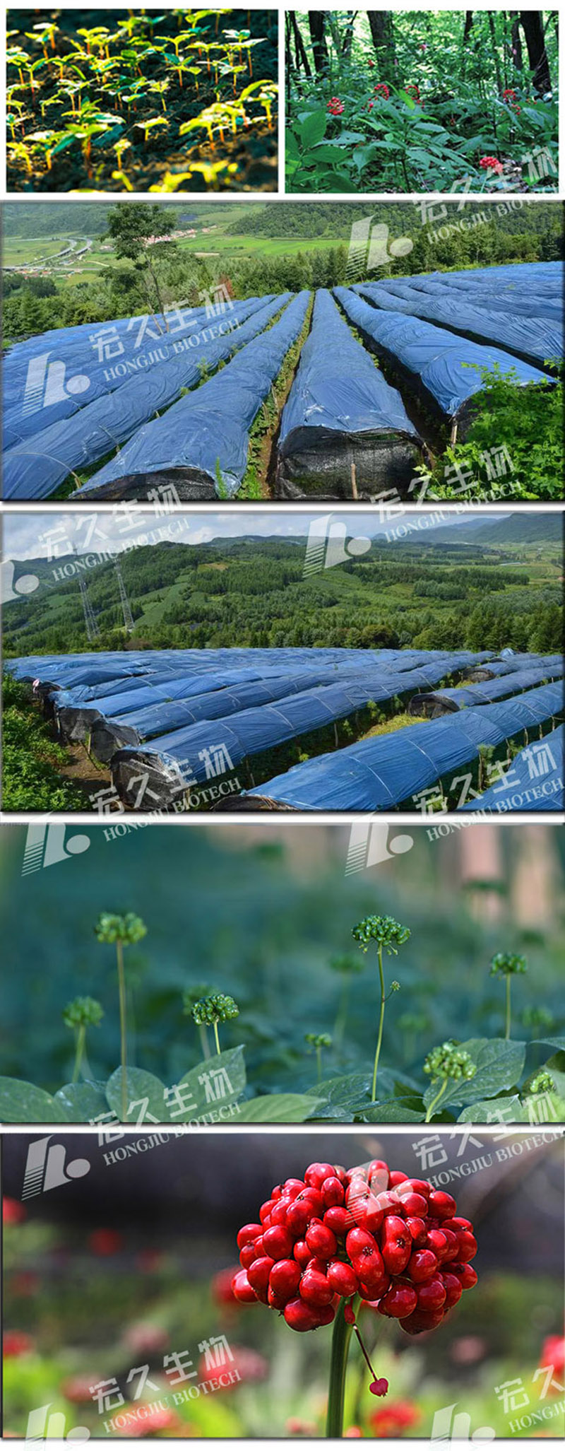 4 人参种植基地