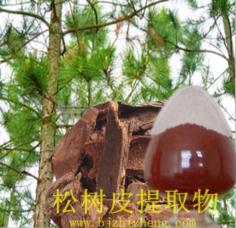 松树皮提取物  厂家直销 现货包邮