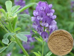 苜蓿酵素 紫花苜蓿酵素粉 宁夏凯源生物 1公斤起订 长期供应