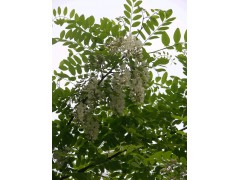 供应 洋槐酵素   洋槐酵素粉 1公斤起订 洋槐提取物