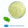 热销芹菜梗提取物10:1多种规格1公斤起订