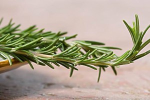 迷迭香及其提取物的提取应用