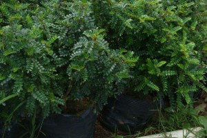 什么是驱蚊草?驱蚊草的功效怎样?哪些植物也具有驱蚊的功效?