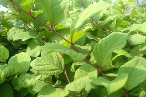 白藜芦醇抗氧化明星成分留住年轻和美丽