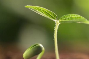 印度与巴西农业技术跨境孵化项目：纳米技术植物提取物替代化学农药