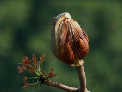 向天果怎么辨真假，详细介绍避免上当