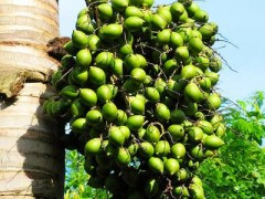 浅谈三地槟榔文化