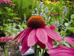 草本抗生素紫锥菊