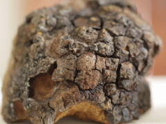 保留天然营养成分 西伯利亚白桦茸提取方法探秘