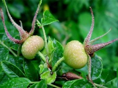 山里生长的带刺植物，果实耐冻，煮熟后却是“治疗坏血病特效药”