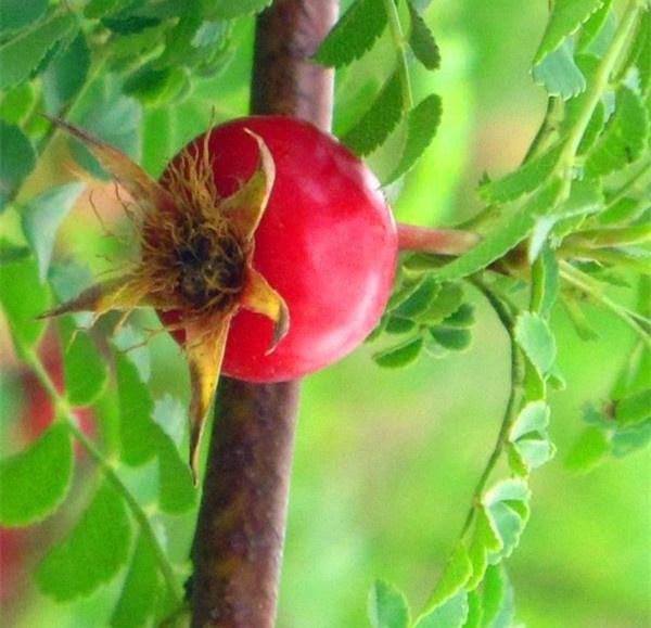 u=3263218541,2485845145&fm=173&app=49&f=JPEG