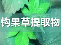 钩果草提取物功效
