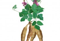 葛根提取物  吨级供货 专业生产葛根系列产品