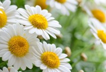 洋甘菊提取物 芹菜素