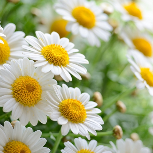 洋甘菊提取物 芹菜素98%