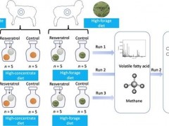 研究揭示植物提取物分别在高精料和高粗料下调控瘤胃甲烷产生机制