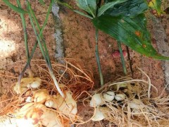 黄精的药理功效分析