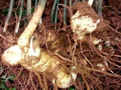 林下种黄精 “刨”出致富路