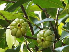 坚持吃藤黄果能减肥吗？