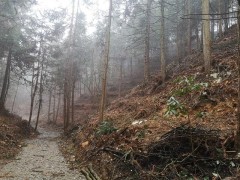 黎平县：天麻变宝生“金” 村民增收脱贫