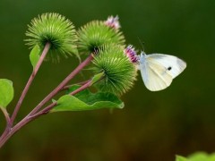 我国植物提取物进出口企业超过2000家 行业标准缺失产业定位待明确