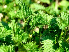 真相了，一文搞懂植物提取物检测