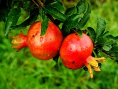 石榴皮提取物 有哪些应用