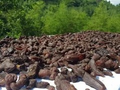 黄精产业前景光明