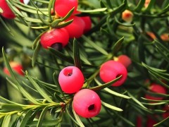 植物提取物的分类及应用范围