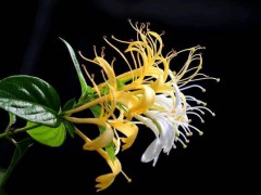 绿原酸：为抗衰老提供新可能