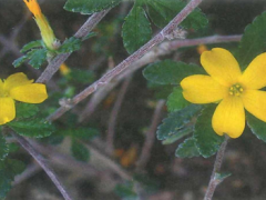 “爱情蜜钥”达迷草：以植物的力量揭秘两性健康密码