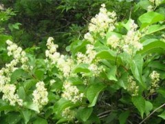 雷公藤对不同物种“区别对待”