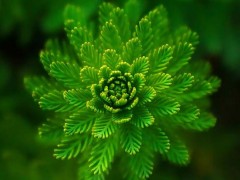 一张表看懂植物提取物