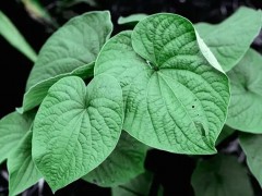 西班牙通报中国出口两批次植物提取物不合格