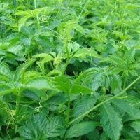 现货供应绞股蓝提取物,总甙98%