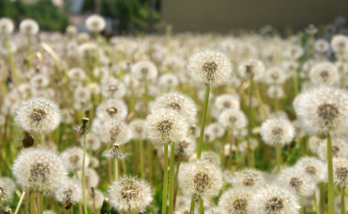 蒲公英线叶金雀花复合粉