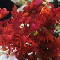 海藻钙 红藻粉 关节健康 骨健康 山竹果提取物